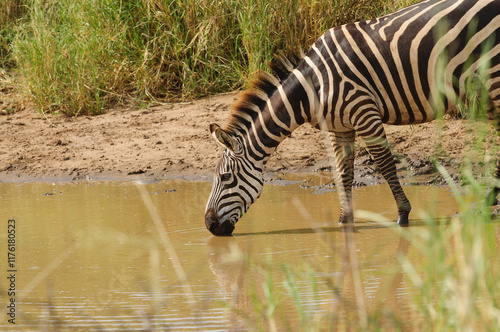 Closeup of Burchell's Zebra or Boehm's zebra (scientific name: Equus burchelli, subspecies Equus burchelli boehmi or 