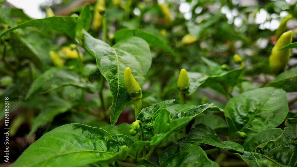 Vibrant yellow chili peppers ripening on the vine, showcasing the beauty of nature's bounty. Perfect for nature documentaries, food related projects, farming and educational videos Vibrant yellow chili peppers ripening on the vine, showcasing the beauty of nature's bounty. Perfect for nature documentaries, food related projects, farming and educational videos