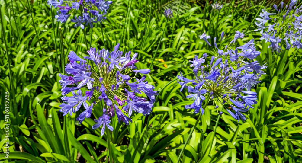 Obraz premium Vibrant Purple Agapanthus Flowers Blooming Among Lush Green Foliage in a Colorful Garden Setting