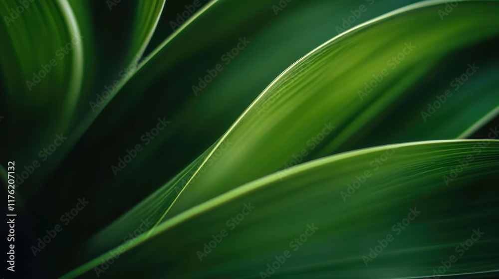 Nature of dark green leaf in garden. Natural green leaves plants using background Nature of dark green leaf in garden. Natural green leaves plants using background