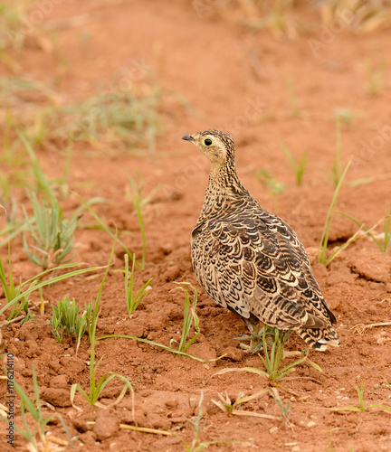 Crested Francolin (Francolinus sephaena) photo