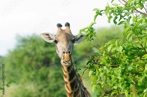 Closeup of Masai Giraffe (Giraffa camelopardalis tippelskirchi or 