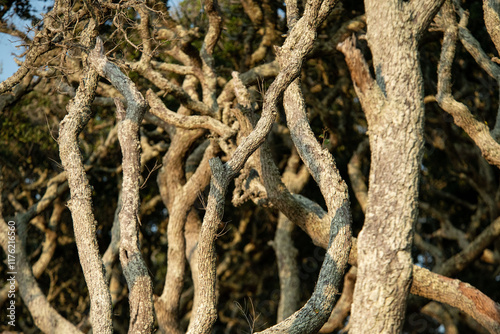 Twisted limbs photo