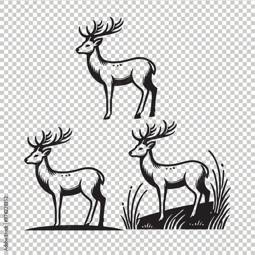 Whitetail deer vector