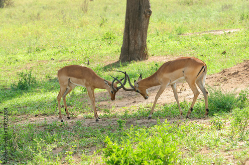 Closeup of Impala (scientific name: Aepyceros melampus, or 