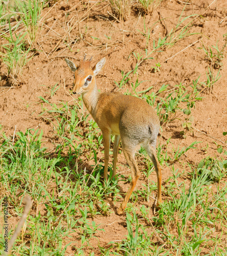 Closeup of Kirk's Dik-dik (scientific name: Madoqua , or 