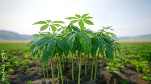 Young cassava plants growing in a field under bright sunlight.