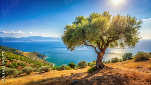 Eine olivenbaum im mediterranen Landschaft mit sonnigen h?geln und blauen see, hillside, olive tree in mediterranean landscape with sunny hills and blue sea