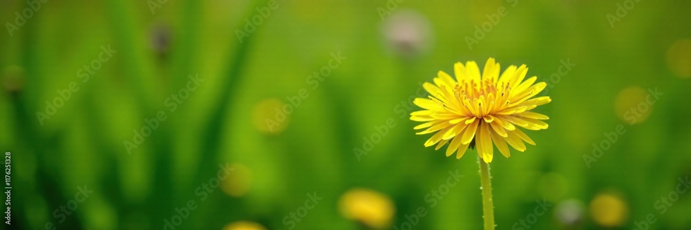 sunny yellow dandelion with big green leaf in summer garden, green, bloom, leaf sunny yellow dandelion with big green leaf in summer garden, green, bloom, leaf