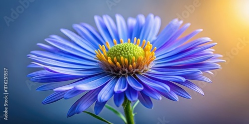 A detailed shot of a blue aster flower's anthesis stage, showing the bloom's precise structure and colors, against a subtle gradient background , flower close-up, blue aster
