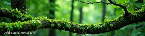 Sphaeropteris cooperi fronds tangled in branches, forest ecosystem, Sphaeropteris cooperi, trees photo