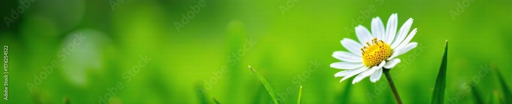 Fresh white daisy flower blooming in lush green grass with dew drops, petals, nature, flowers Fresh white daisy flower blooming in lush green grass with dew drops, petals, nature, flowers