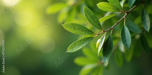 Elegant olive leaf garland draped across a tree, garland, elegant, nature