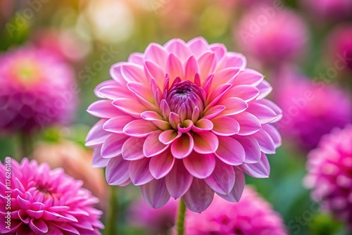 Macro Pink Flower Bloom, Soft Focus Floral Background, Nature Photography