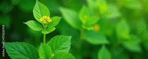 Tall green leafy plant with small yellow flowers on stem, plantain, broadleaf