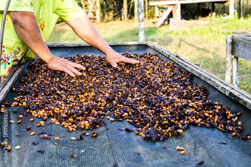 coffee honey process drying on the raised beds with hands  photo