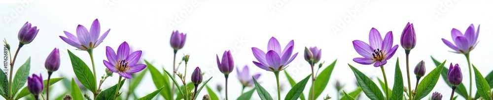 Obraz premium Delicate purple flowers on green leaves against white background, nature, colorful, delicate