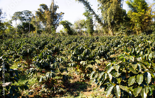arabica coffee planation garden in Laos