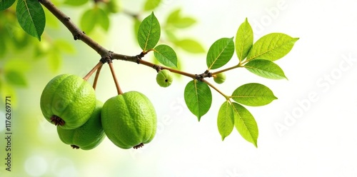 Wallpaper Mural Macadamia tree branches with leaves against white background, tree branch, leaves, nature Torontodigital.ca