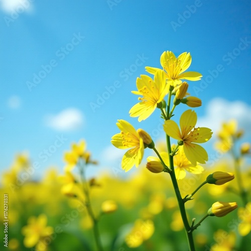 Yellow oilseed rape flower in full bloom against a bright blue sky, flower, color