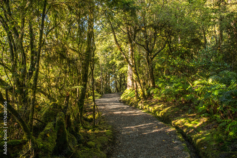 Obraz premium Hiking through lush native bush pedestrian footpath around the lakeside of Lake Matheson