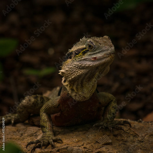 Water Dragon photo