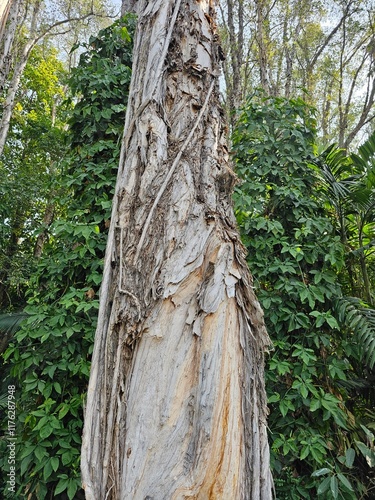 The cajuput tree shows unusual twists photo