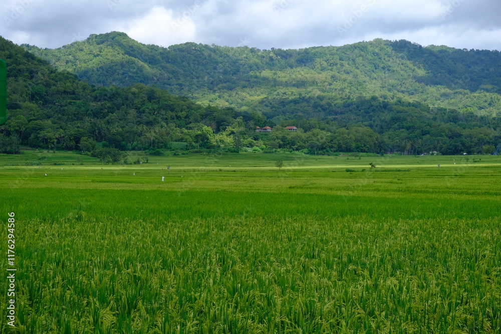 green rice fields with lush green mountains. rice fields in tropical areas. green rice fields with lush green mountains. rice fields in tropical areas.