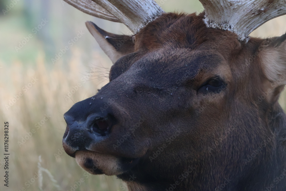 Fototapeta premium Reindeer 