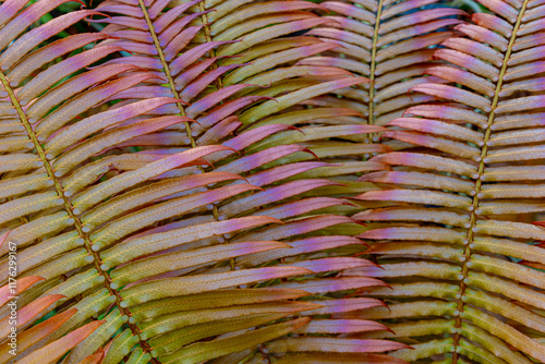 Selective focus of Brazilian red fern leaves, Neoblechnum is a genus of ferns in the family Blechnaceae subfamily Blechnoideae, A single species Neoblechnum brasiliense, Natural pattern background. photo