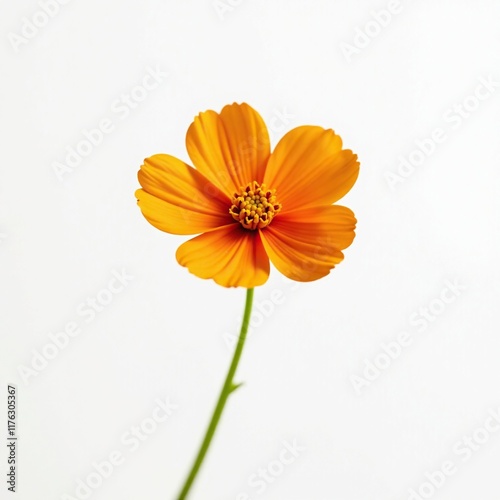 Single orange flower isolated on white background, blossoms, floral, solo photo