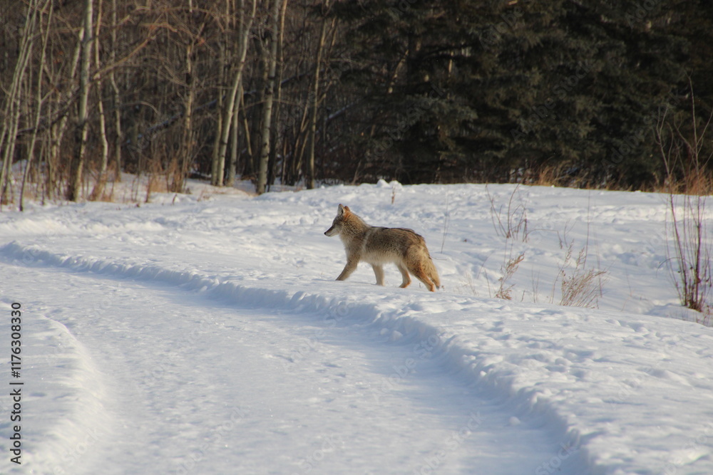 Obraz premium Coyote In The Snow