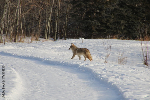 Coyote In The Snow