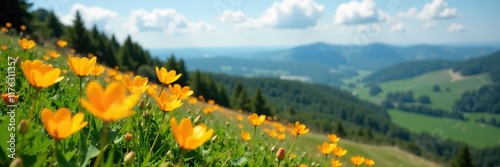 Wild Eschscholzia in full bloom on a hillside, green, hills photo