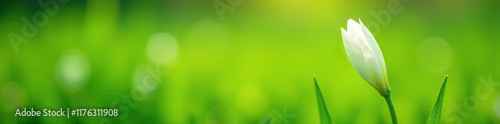 Delicate white petals unfolding from a green stem amidst lush grass, grass landscape, springtime, grassy fields