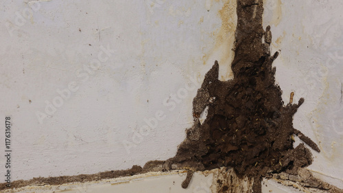 Termites build mud tubes in bathroom walls / Concept of termite problems in the home