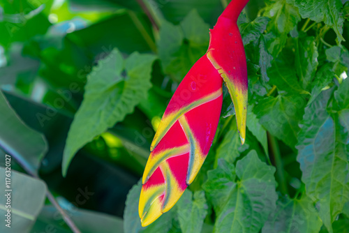 Selective focus of red flower with green leaves in tropical garden, Heliconia or Lobster claws is a genus of flowering plants in the monotypic family Heliconiaceae, Natural floral pattern background. photo