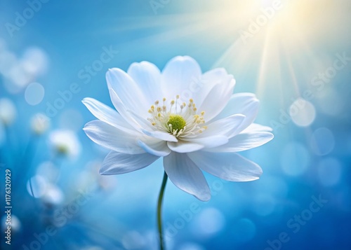 Serene White Flower Close-up Against Blue Sky - Calming Nature Photography