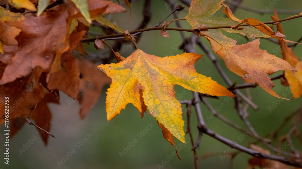 Fototapeta premium A fall leaf on a fall day