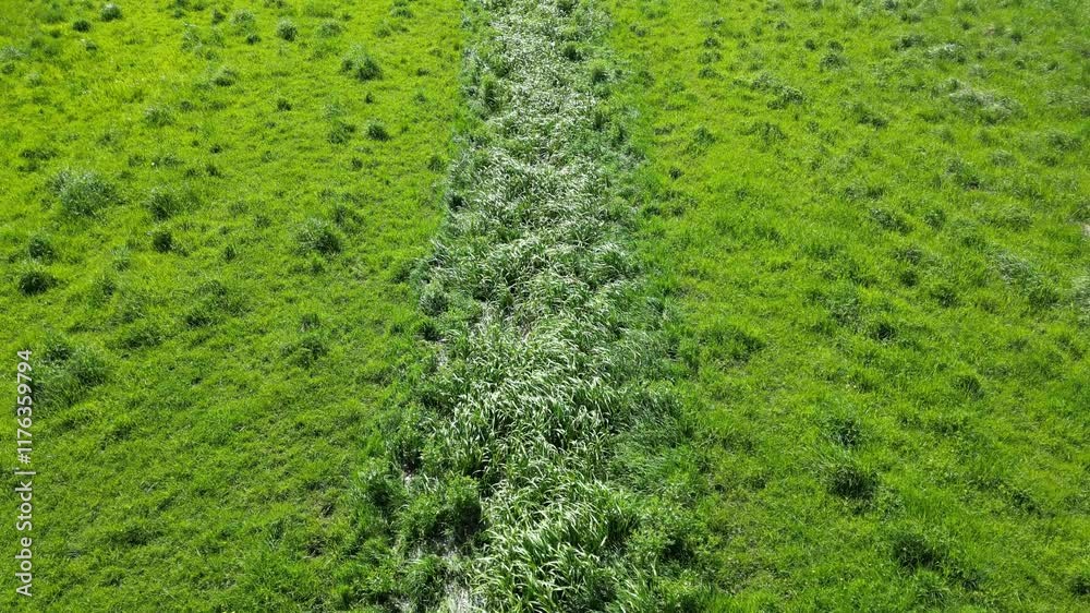 small stream flowing through tall grass in the middle of a field - petit ruisseau coulant au milieu d'un champs dans les hautes herbes small stream flowing through tall grass in the middle of a field - petit ruisseau coulant au milieu d'un champs dans les hautes herbes