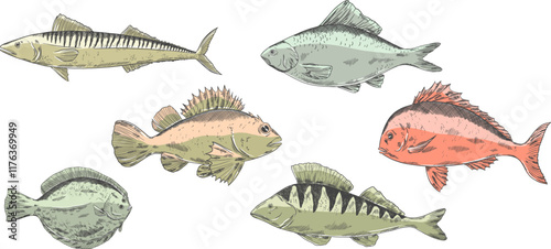 fishes vector set. Pike perch, ruff fish, mackerel, pagers major, roach, crucian carp fish. Multicolored clipart sea food fishing, healthy meal, kids animals illustration for boys