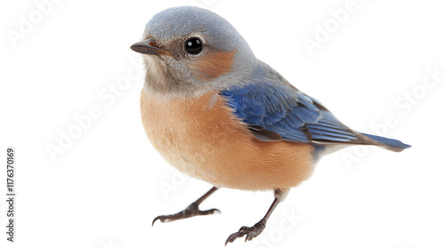 eastern bluebird on transparent 