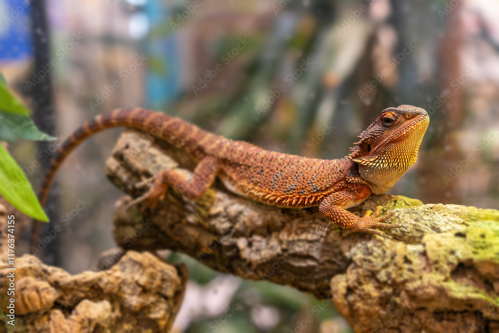 Fototapeta premium Captivating Bearded Dragon Relaxing on a Natural Log