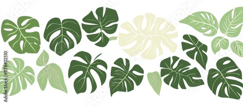 Set of monstera leaves isolated on a white background, cutout 