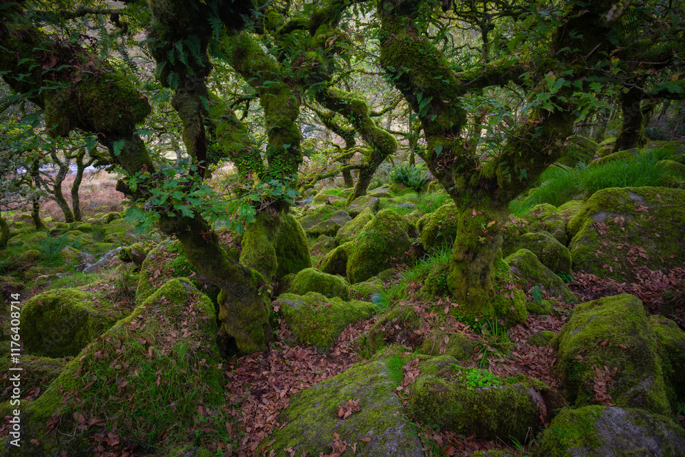 Dartmoor Forestis a primeval forest worth preserving is one of Britain's oldest surviving ancient temperate rainforests, located in Dartmoor National Parks, southwest, Devon, England Dartmoor Forestis a primeval forest worth preserving is one of Britain's oldest surviving ancient temperate rainforests, located in Dartmoor National Parks, southwest, Devon, England