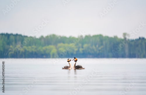 Mating games of two water birds Great Crested Grebes. Two waterfowl birds Great Crested Grebes swim in the lake with heart shaped silhouette photo