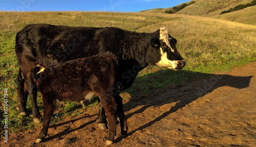 heartwarming scene of a cow feeding its calf