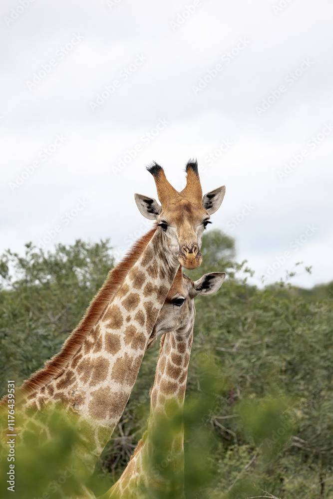 Cute couple of giraffes among green foliage of bushes. Love, family pair, wild animals. Safari in South Africa Cute couple of giraffes among green foliage of bushes. Love, family pair, wild animals. Safari in South Africa
