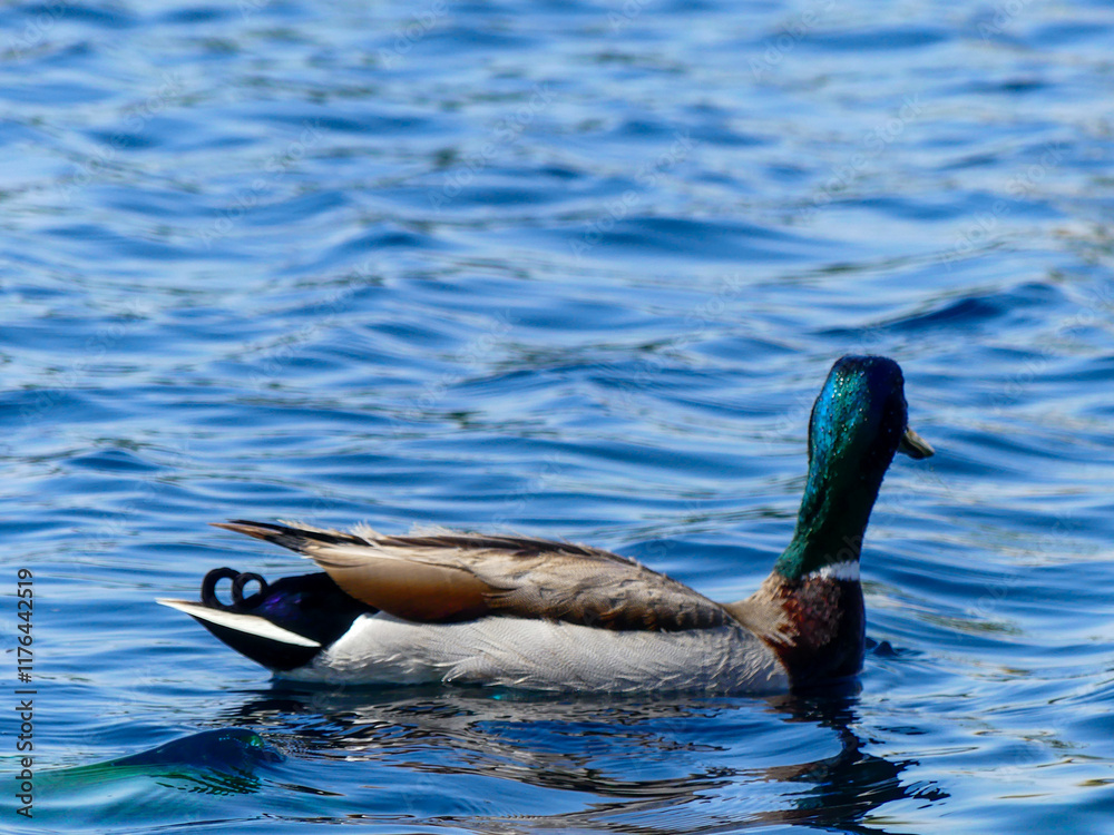 Obraz premium beautiful vibrant feathers of a duck swimming 
