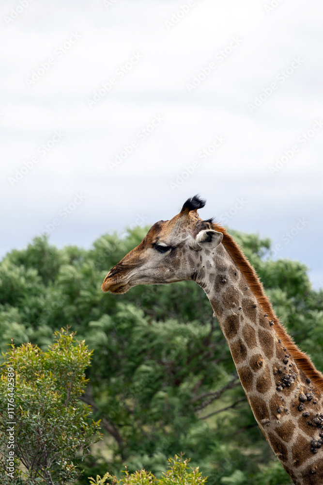 Sick giraffe with growths on neck side view. Animal in the wild nature. South Africa, Kruger National park, savanna Sick giraffe with growths on neck side view. Animal in the wild nature. South Africa, Kruger National park, savanna